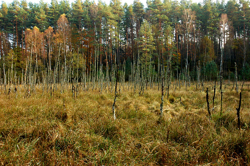 26_Bory Tucholskie.jpg